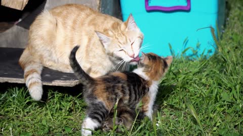 Baby Cats Cute and Funny Cat Videos