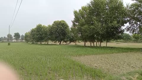 Beautiful view of my village