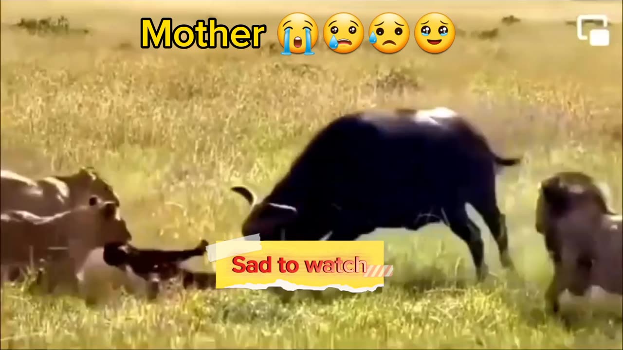 Mother saving kid | Sad to watch | Animals | Wild life | #rumble #shorts #viral # trending #animals