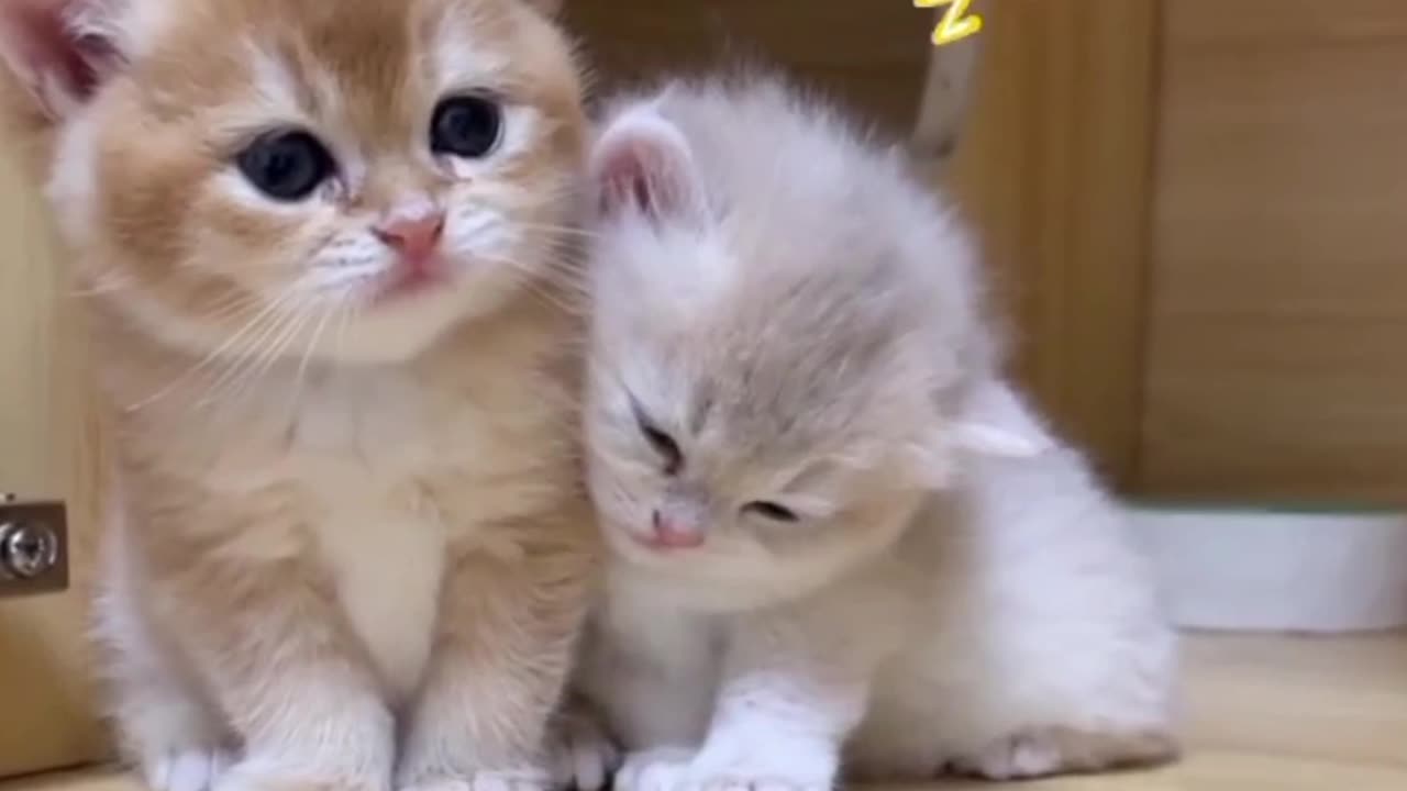 You have to have someone to accompany you when you doze off, so cute,Cats heal emotional kittens