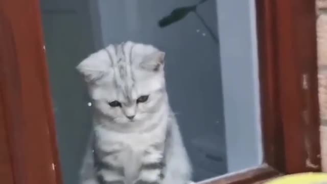 Funny Cat Video