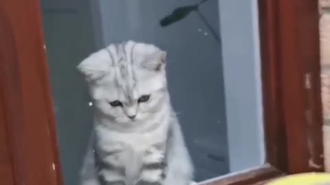 Funny Cat Video