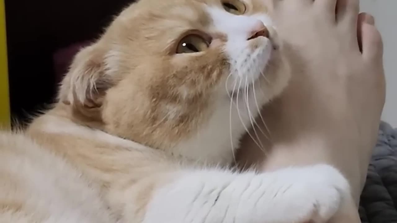 Until she bites you || cat videos || cute cats