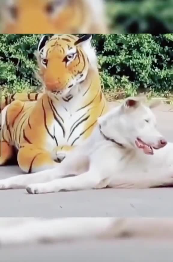 Prank with dog with lion