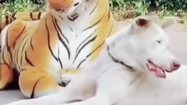 Prank with dog with lion