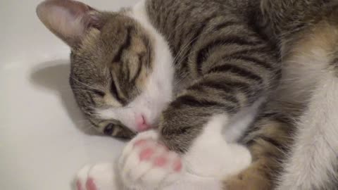 Cute Kitten Purrs in the Bath Tub