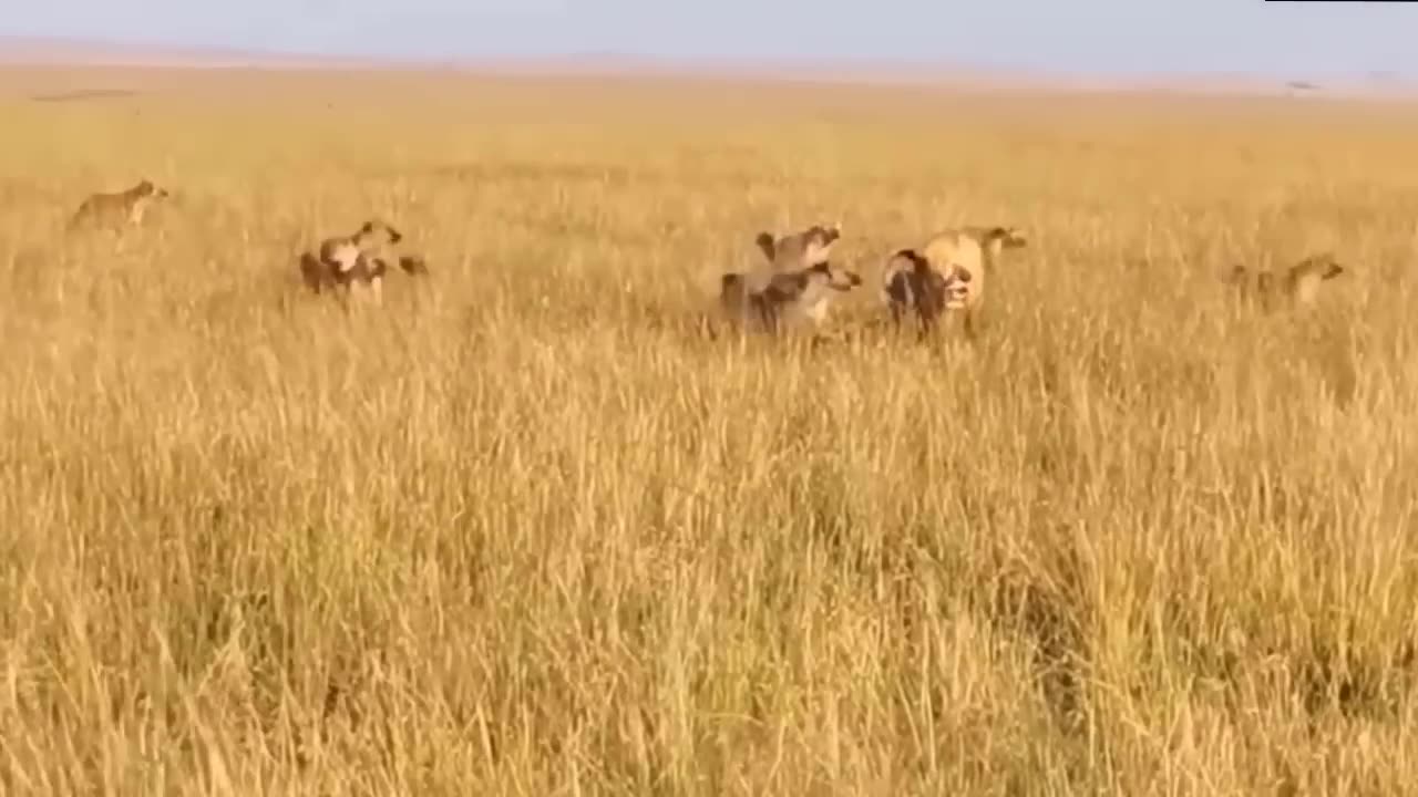 Hyena take Advantage of opportunity To knock out Lion was Exhausted in battle with Giraffe