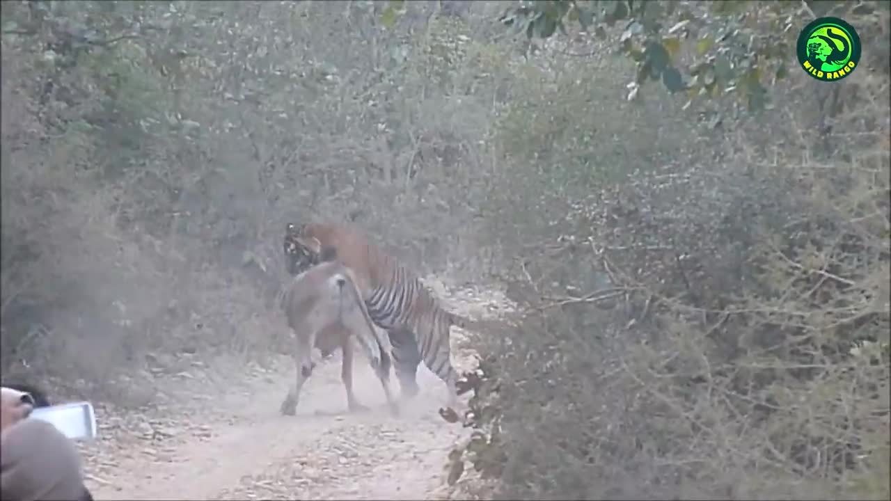 13 Deadliest Tiger Attacks Caught on Camera