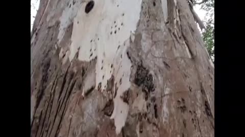 Wildlife in closer view with a natural perspective.