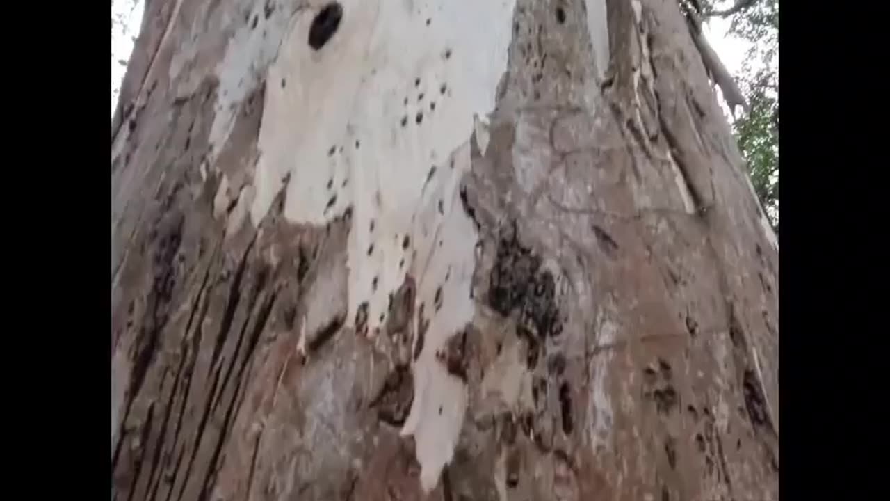 Wildlife in closer view with a natural perspective.