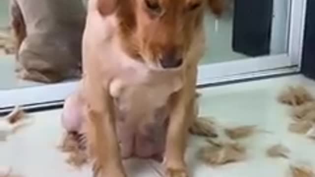 Dog- I'm not worthy of being a golden retriever ðŸ˜
