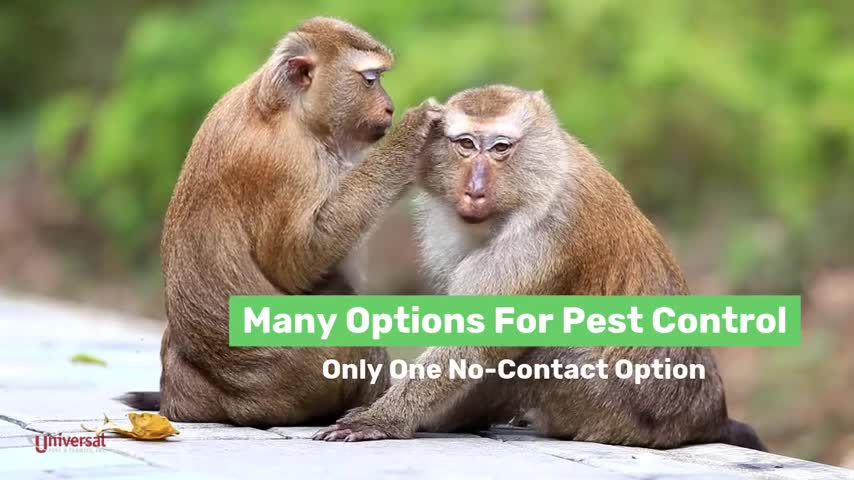 Trained monkey flea removal vary nice video