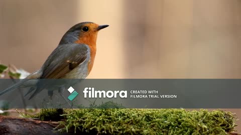 Bird find food with sweet sound.