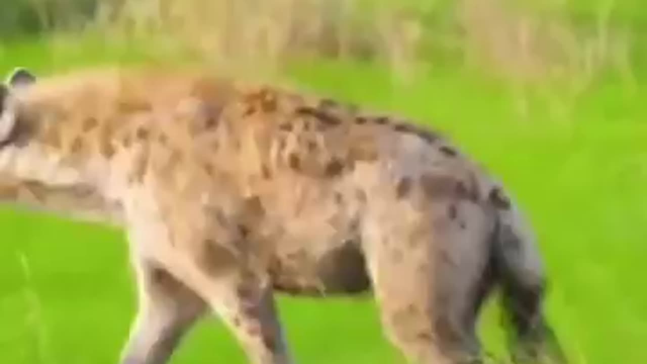 Giraffe Bull Knocks Out Opponent With Heavy Blow To The Head