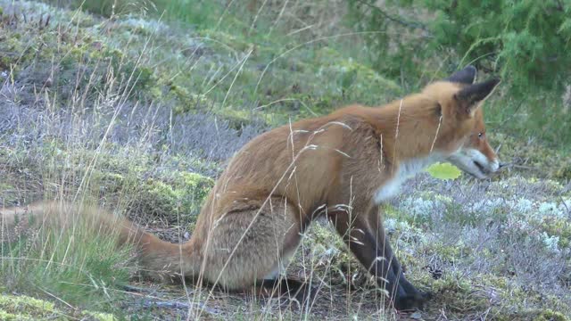 Red fox relaxes after lunch