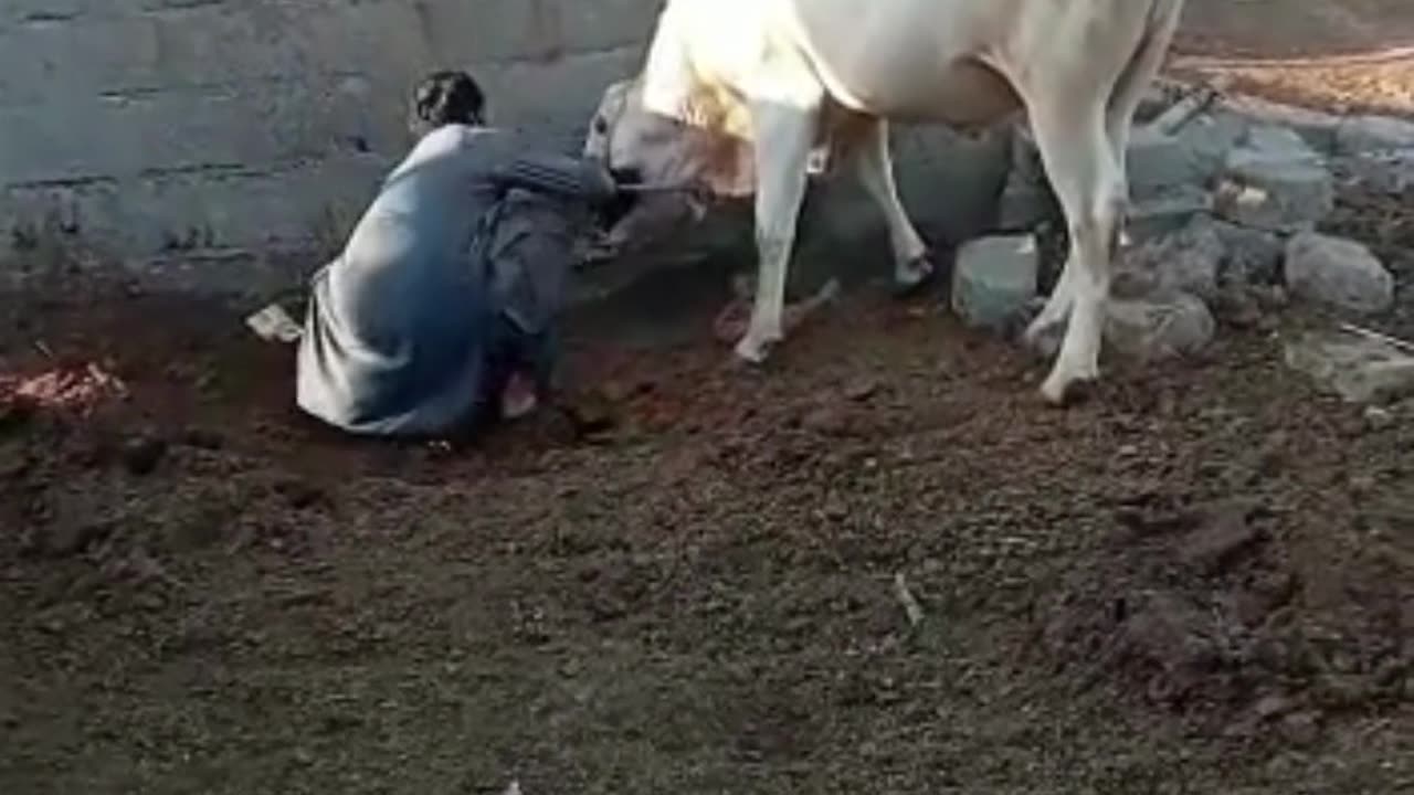 Cow Rope Opening #cattlesfarming