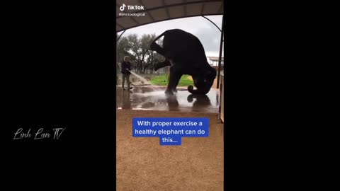 FUNNY VIDEOS COMPILATION