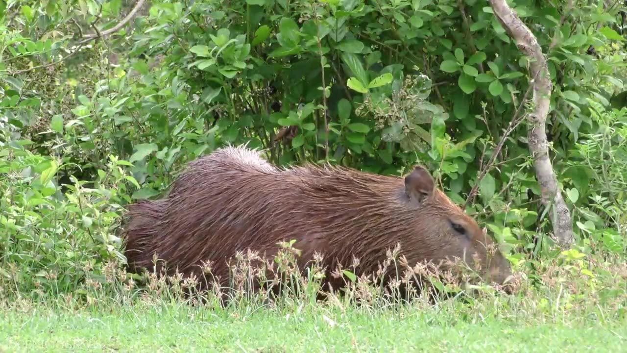 Amazon wildlife in 4k animal in Amazon forest