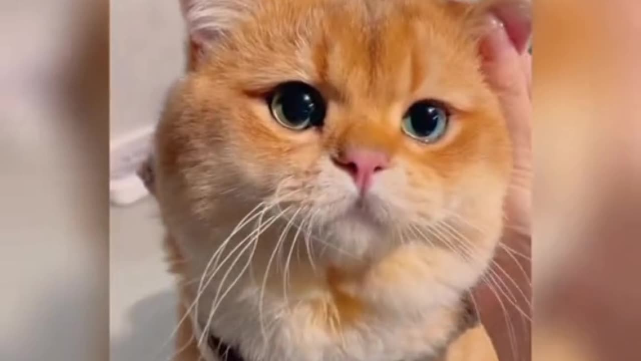 Funny moments with cats