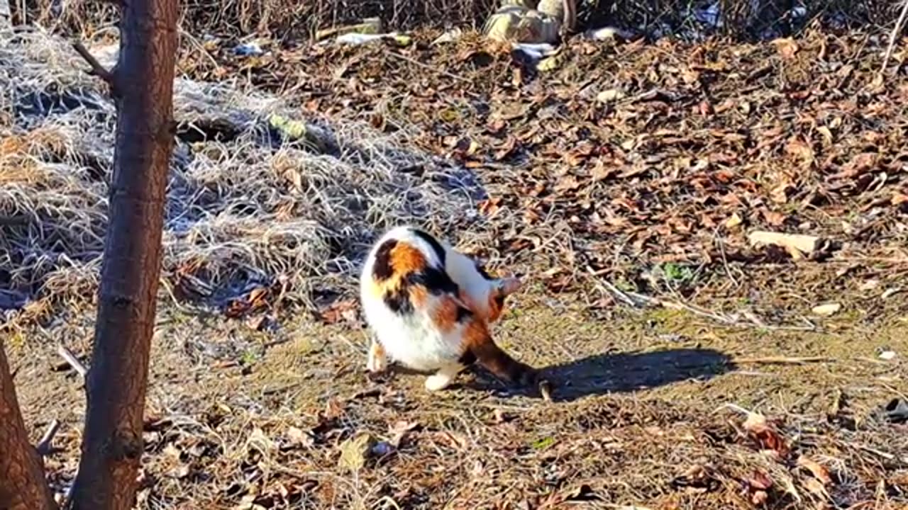 Kind, quiet, sweet street cat.