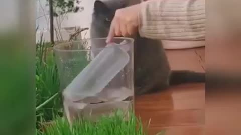Funny Cat Video 4