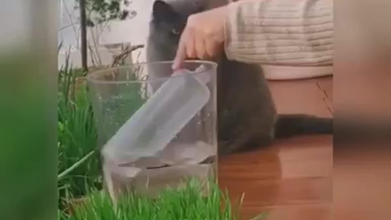 Funny Cat Video 4
