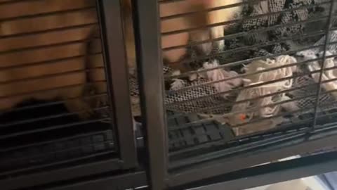 They are asking for their dinner