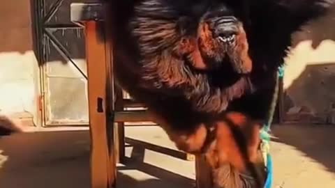 Dog Look Like a Lion King 👑 Amazing video