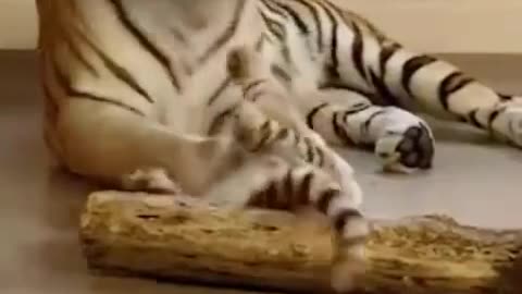 Tiger Mother's Love