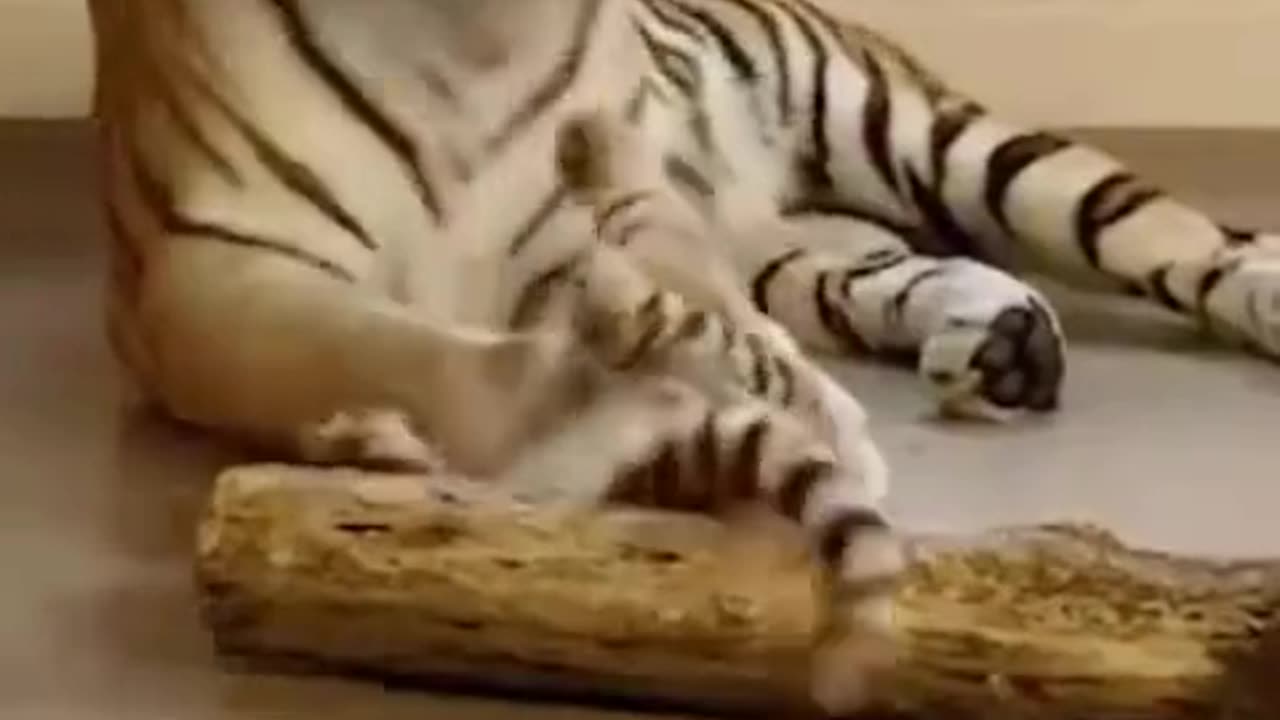 Tiger Mother's Love