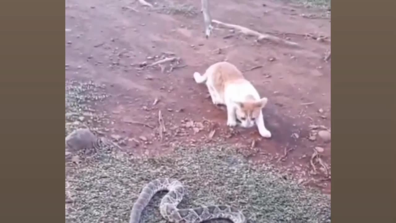 Animal funny