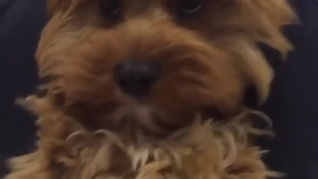 cutest thing on the internet today