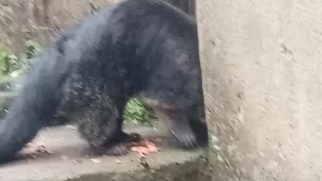 Binturomg animal