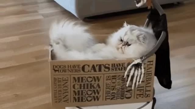 Cute Cat Gif