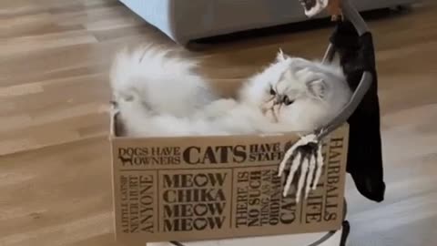 Cute Cat Gif