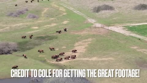 I Expected This Reaction Towards The New Heifers! But…