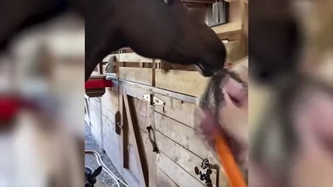 Funny Animal Compilation 2