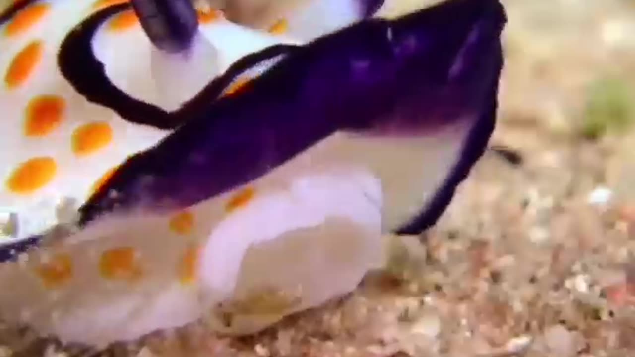 THIS FUNNY LIKE CREATURE IS CALLED A NUDIBRANCH