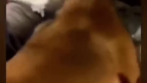 Funny pets videos part 3