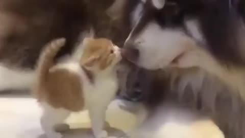 Baby Cat really likes playing with Dog