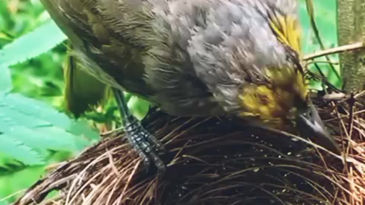 Baby food eating 🐣🐛🐥 #birds #nature #babybirds