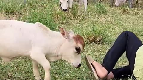 My favourite animal