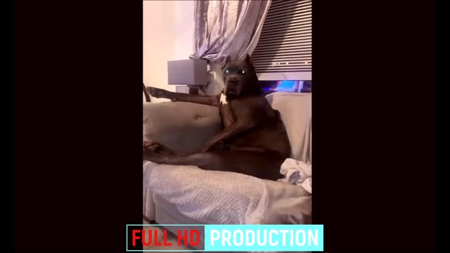 Funny Dog Video I Funny Animal Videos 2022