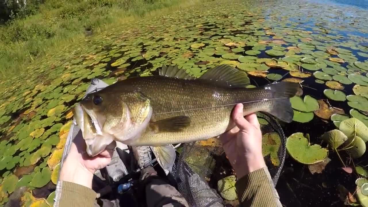 A Relaxing Day Of Frog Bassin'-7