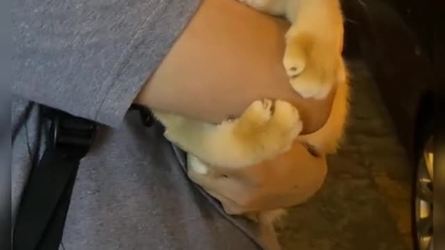 Our cat produced kittens last week.