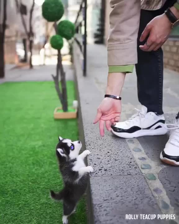 Micro Husky Puppy ''Real'''