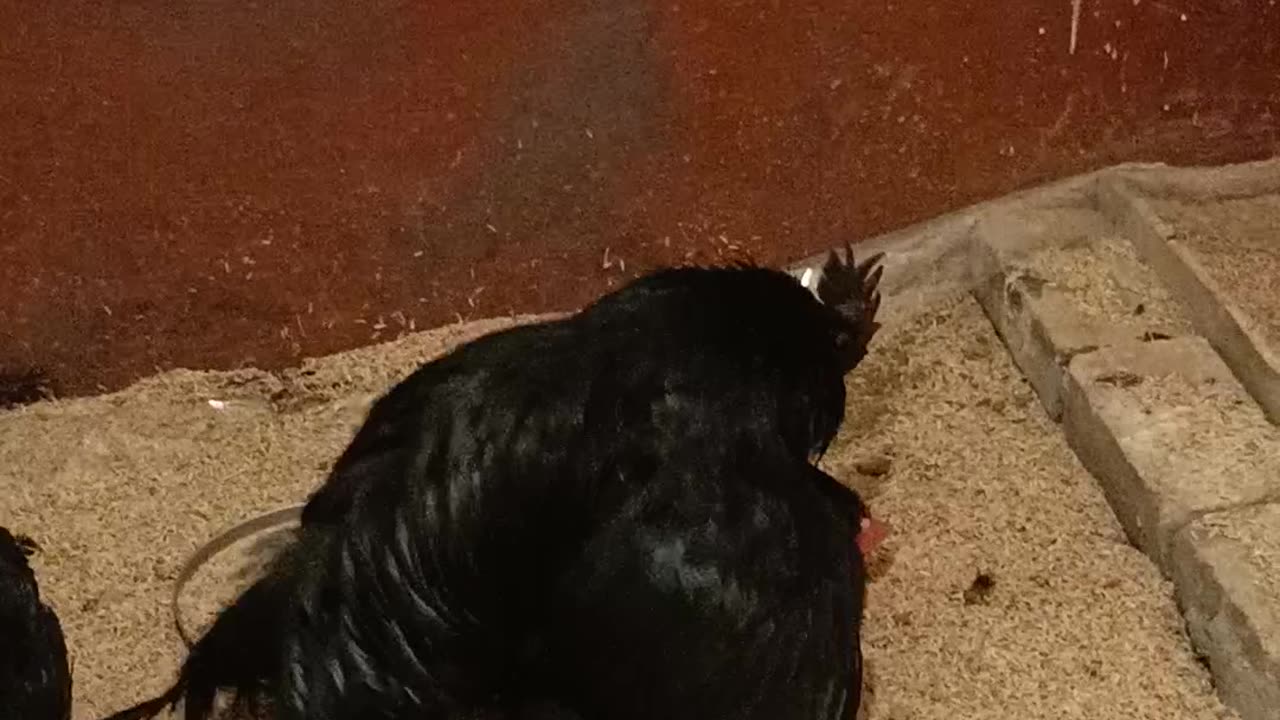 Ayam cemani a very rear and expensive breed