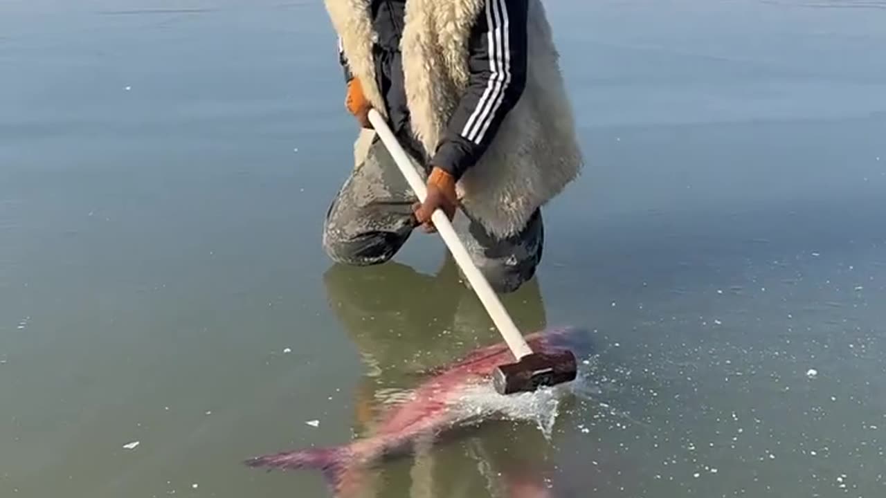 FISH STUCK IN ICE VIDEOS