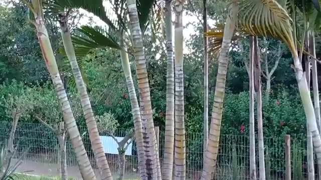 A areca-bambu, ou palmeira de jardim, é uma palmeira,