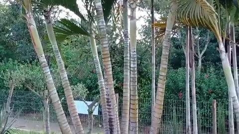 A areca-bambu, ou palmeira de jardim, é uma palmeira,